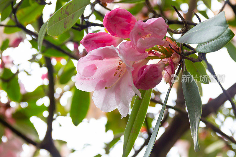 美丽的浅粉色杜鹃花和花蕾在春天的一天生长在户外。