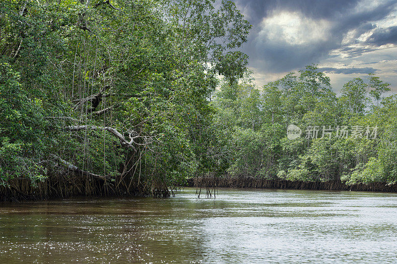 刚果河下游的红树林，靠近河口