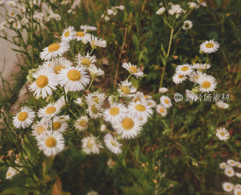 白色小花背景