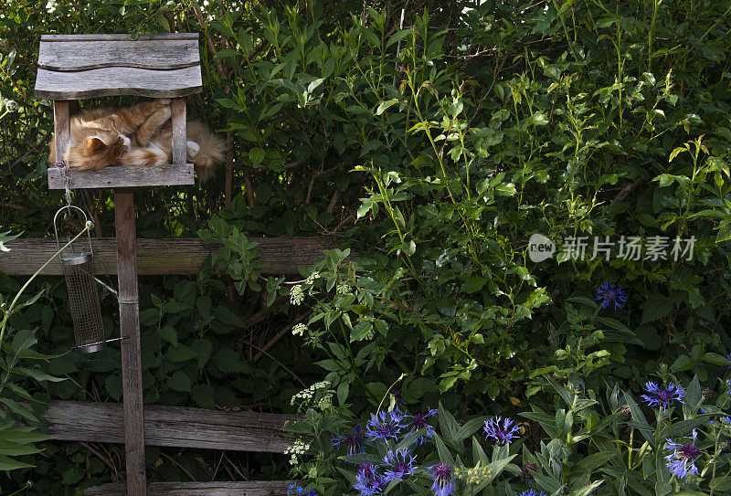 猫在鸟桌上