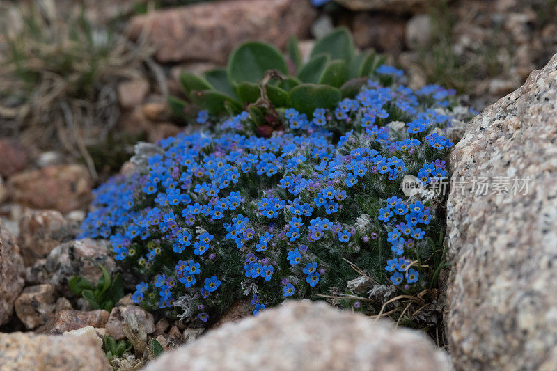 亮蓝色的野生苔原花在14000英尺