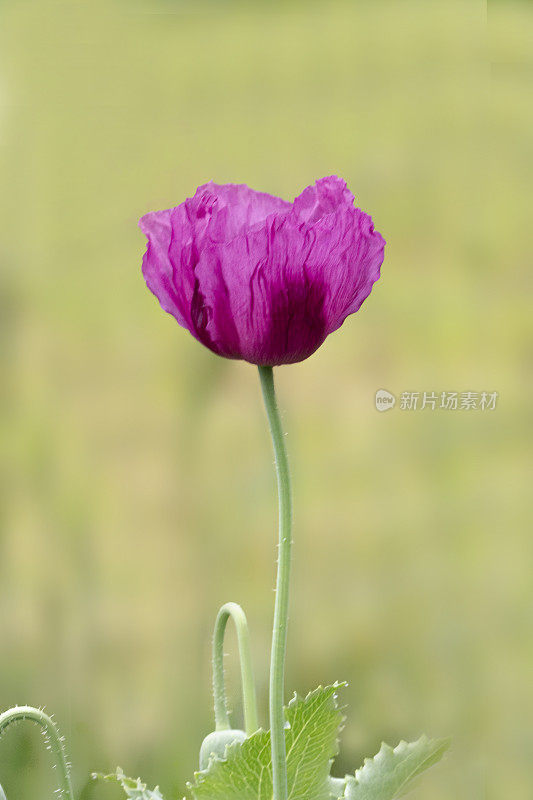 紫罂粟花(罂粟科)-特写