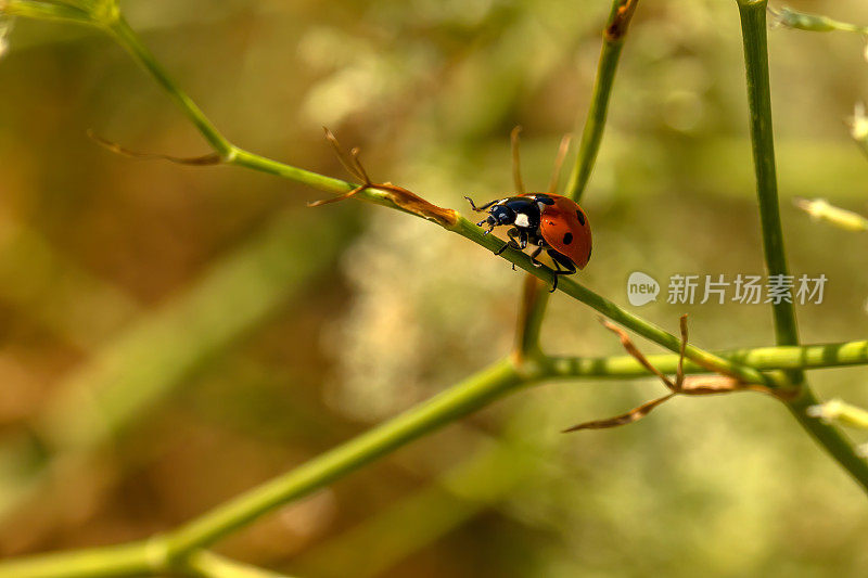 绿草里的瓢虫