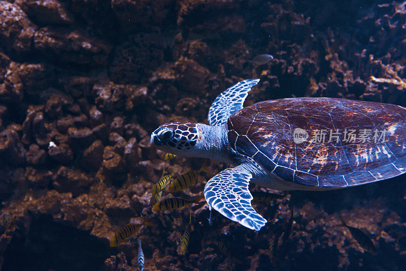 礁石上的乌龟。水下热带鱼类的近景。生活在海洋
