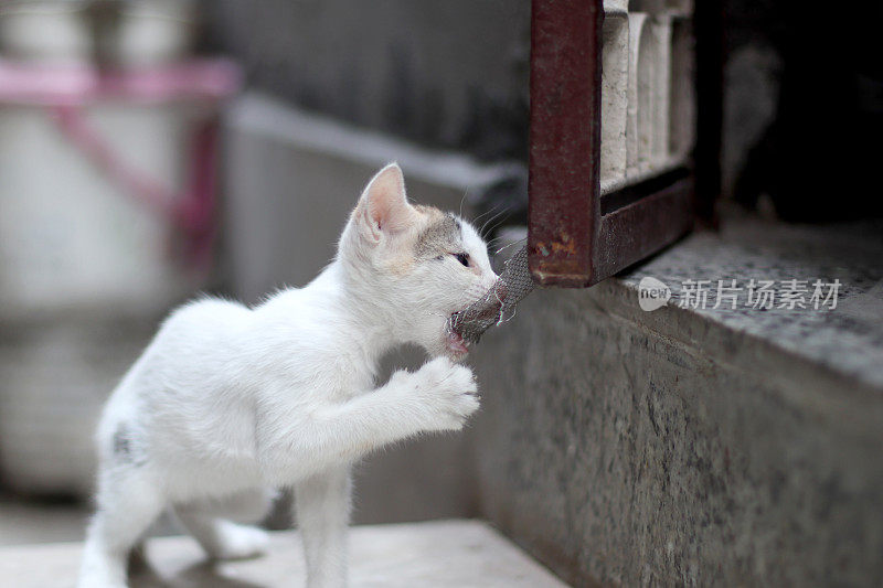 可爱的小猫在小巷里玩耍