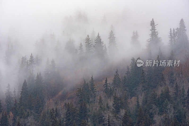 在奇尔卡特河山坡上，雾蒙蒙的阿拉斯加清晨的树木