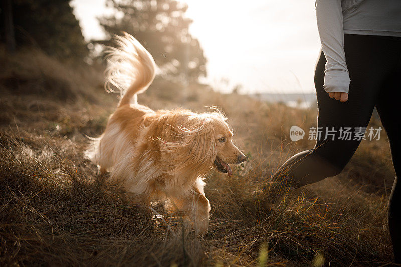 漂亮的狗跟着它的主人