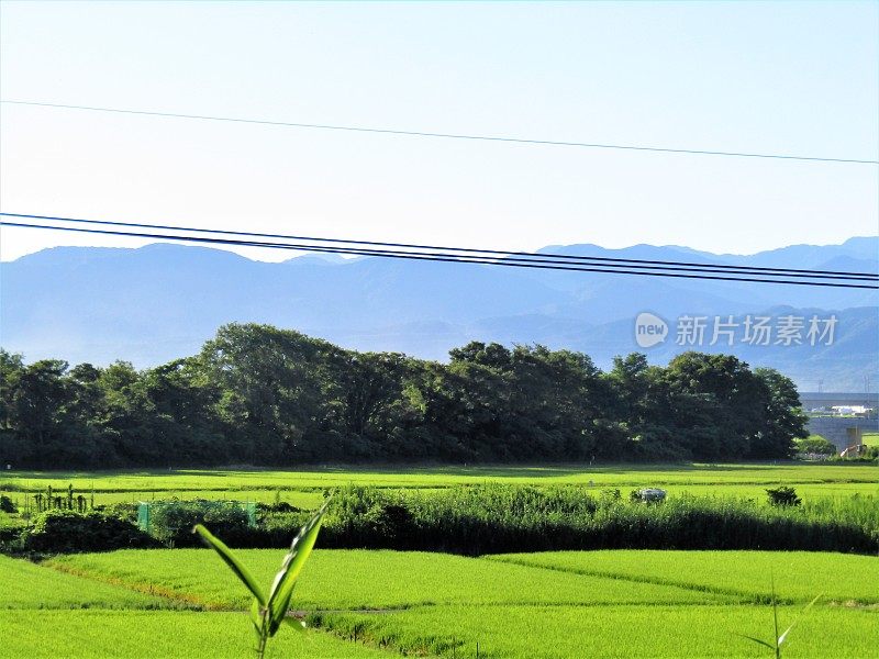 日本。8月。青山绿野。