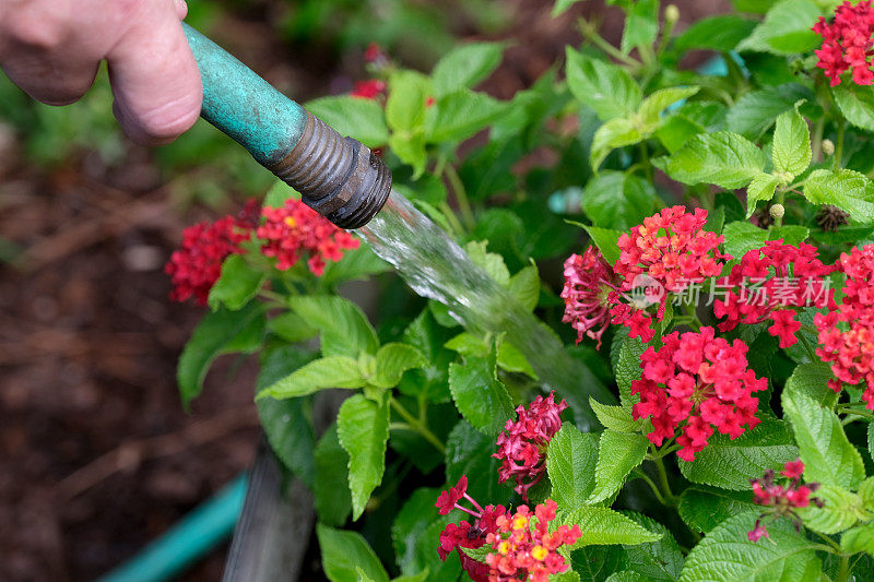 在花园里，这张照片显示了一只手拿着软管试图给植物浇水