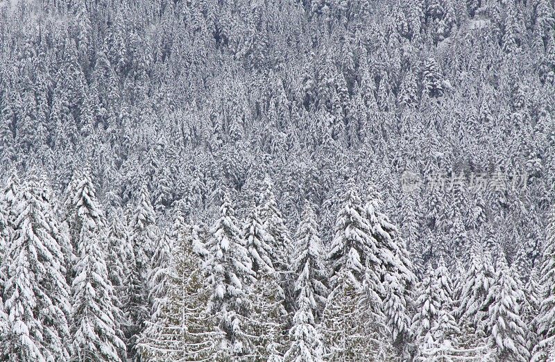 雪山树木