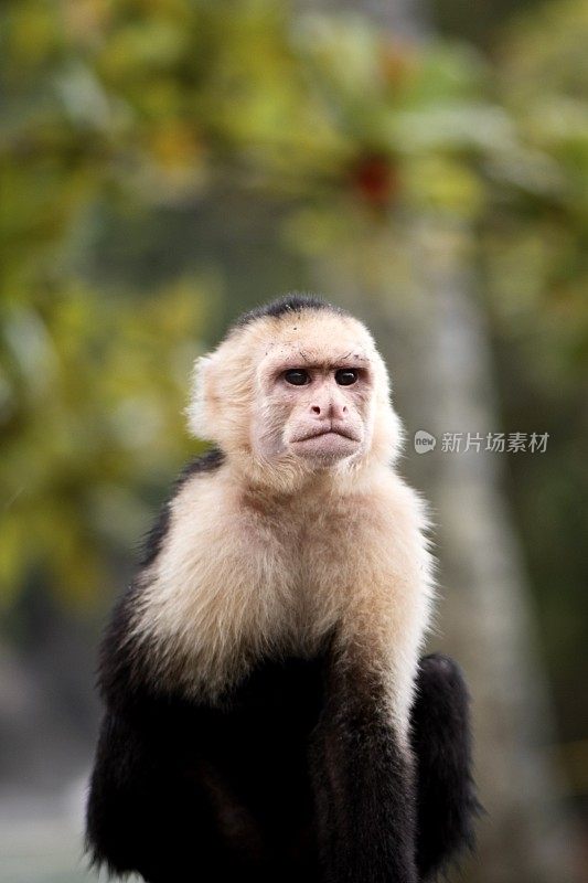 皱眉卷尾猴(灵长类)-哥斯达黎加沿海丛林