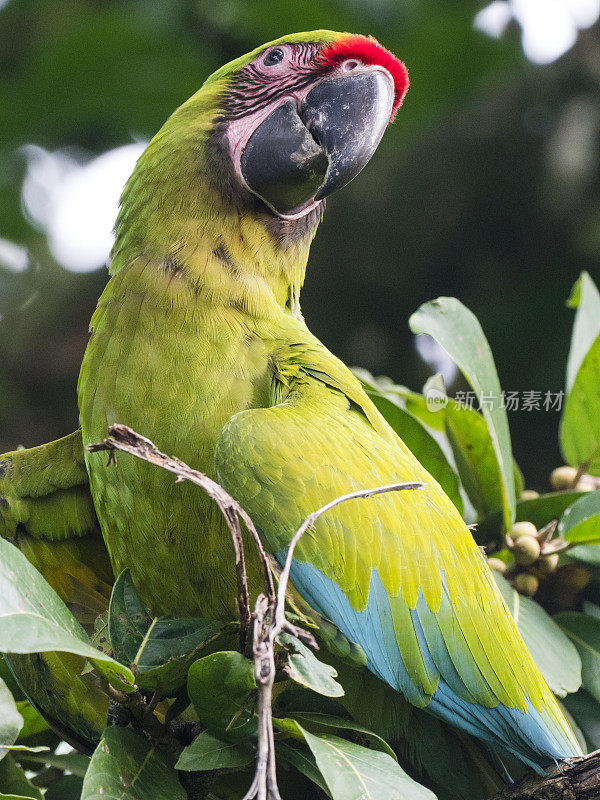 绿色金刚鹦鹉坐在热带树上的肖像