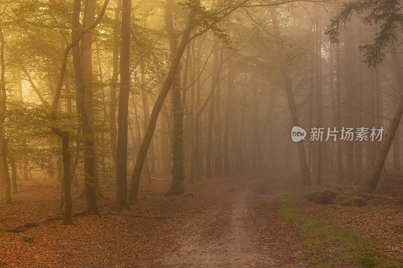 在一个雾蒙蒙的秋天早晨，穿过山毛榉和松树林的小径