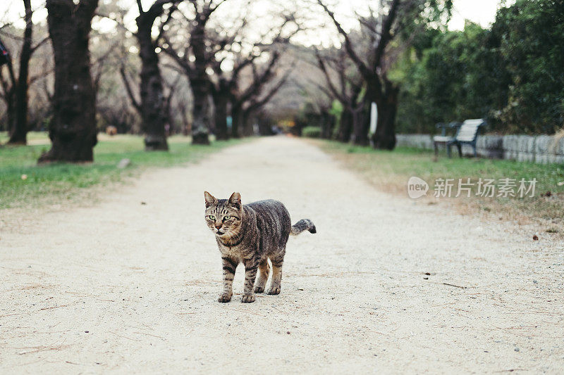 猫在路边的树上走