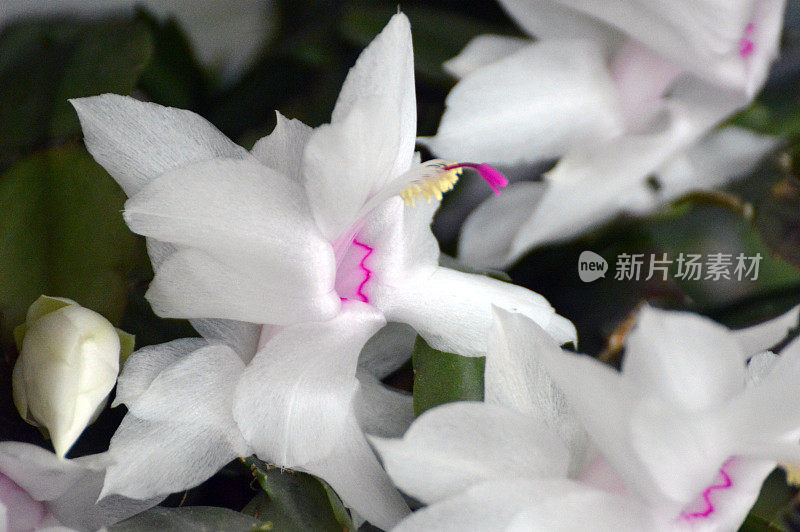 圣诞仙人掌盛开着美丽的白色花朵