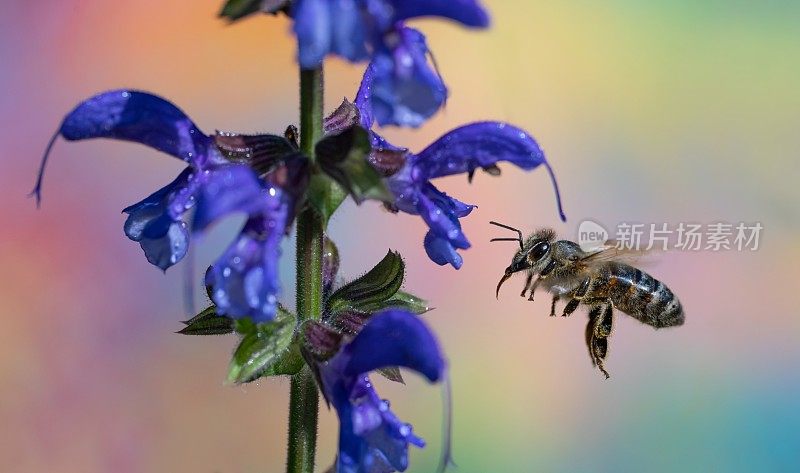 蜜蜂接近