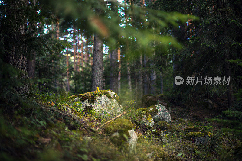 松林里长满苔藓的大石头。