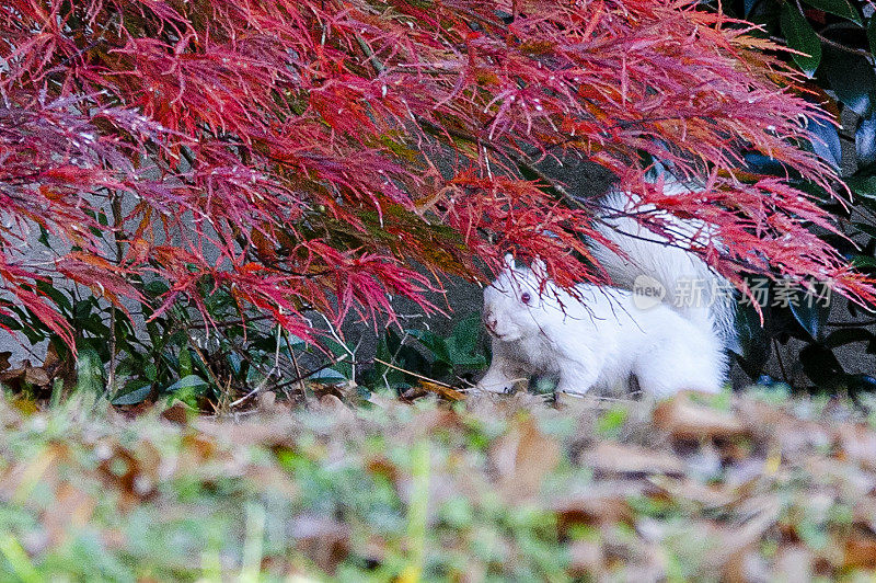 白化松鼠