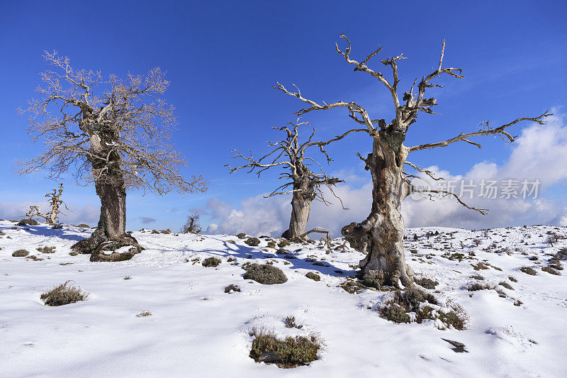 马拉加的尼夫斯山脉国家公园里的瘿橡树或山橡树(美洲栎树)。西班牙。
