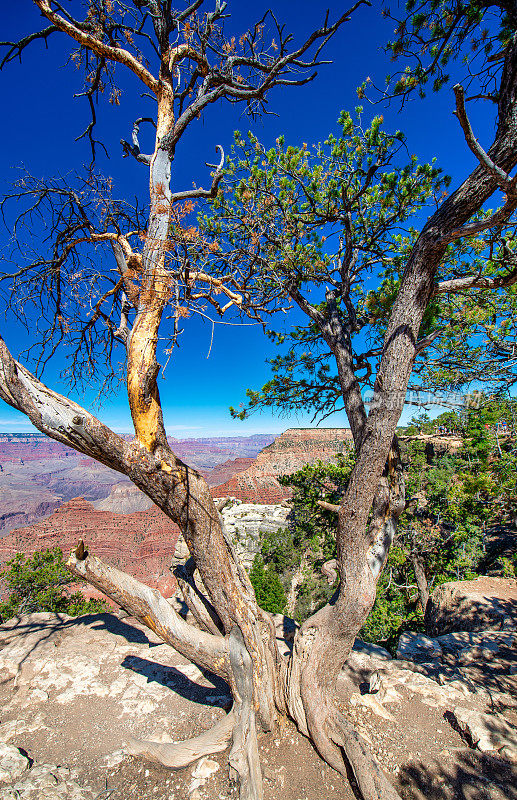 美丽的树木俯瞰大峡谷南缘在一个晴朗的晴天，美国