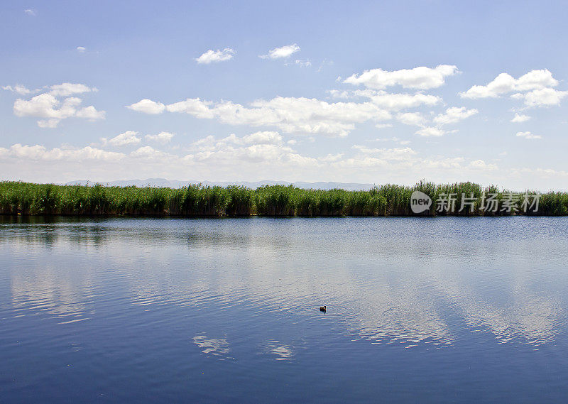 湿地芦苇的景色。苏丹萨兹利吉在开塞里报道