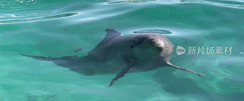 蓝色的水里的海豚在大海里。古巴。
