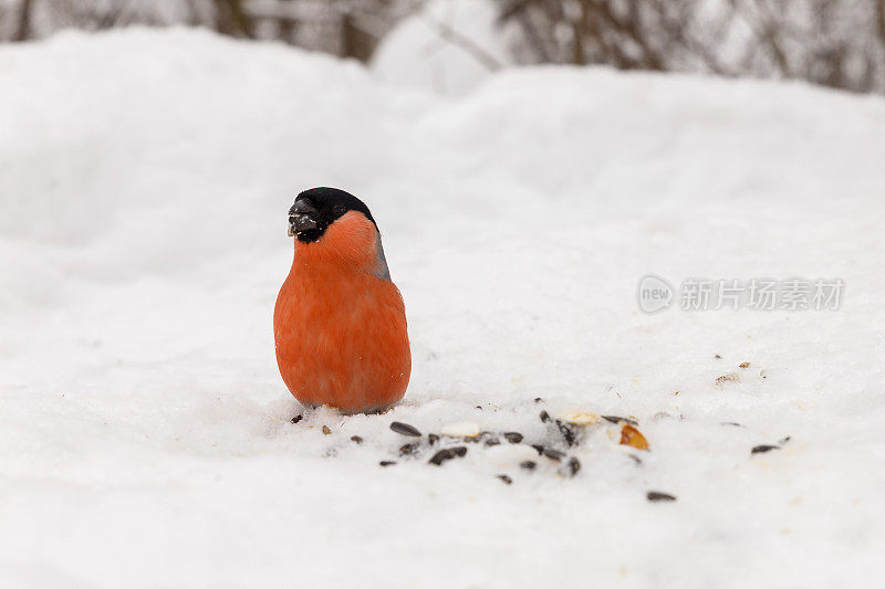 欧亚雄性红腹灰雀坐在雪地里