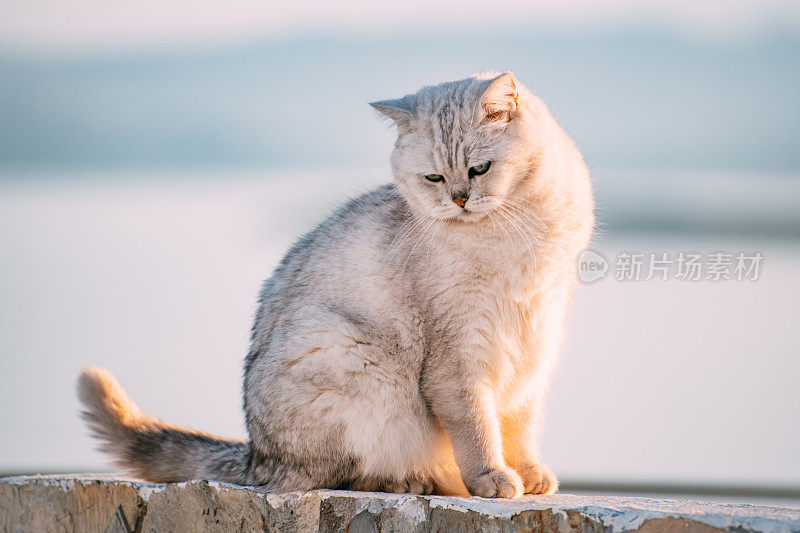 花园里的英国短毛猫