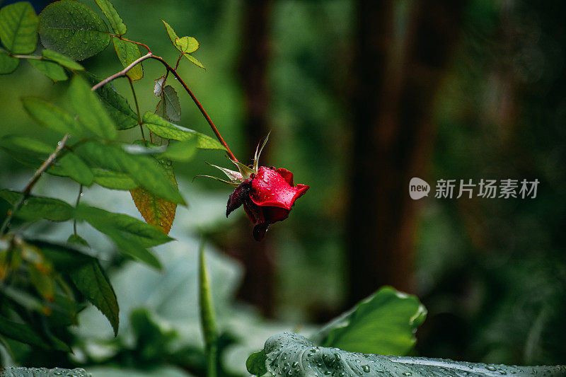 雨中的红玫瑰