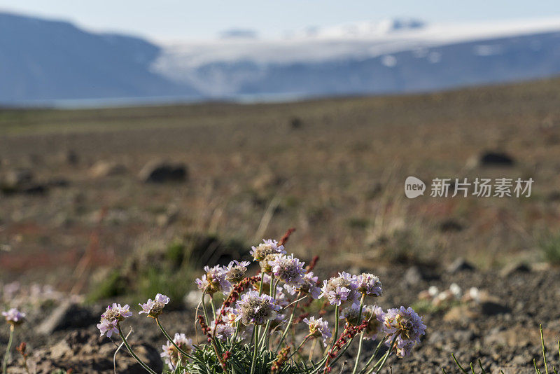 在前面的花与冰岛冰川的模糊图像