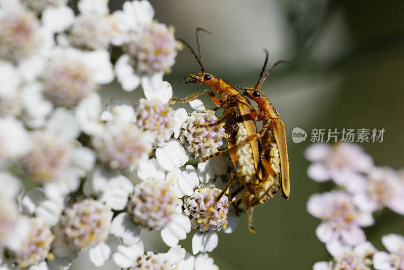 交配边缘革翅甲虫