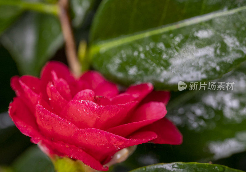 山茶花在雨中