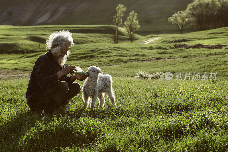 在风景如画的大自然背景下，农夫沐浴在夏日温暖的阳光下，正忙着喂牧场小羊的幼崽