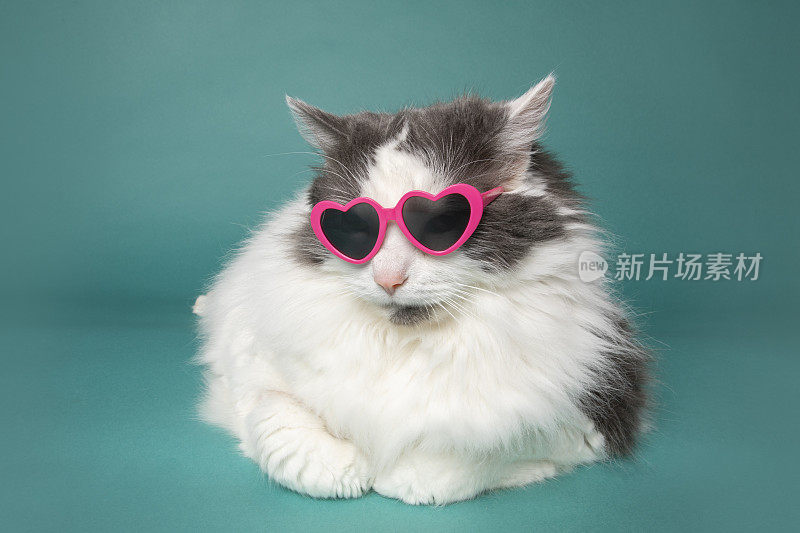 酷猫在心太阳镜