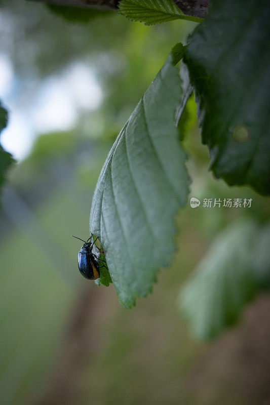 蓝色桤木叶甲虫坐在一片绿叶上