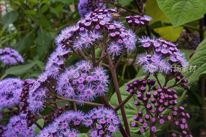 紫色mistflower的用法和样例