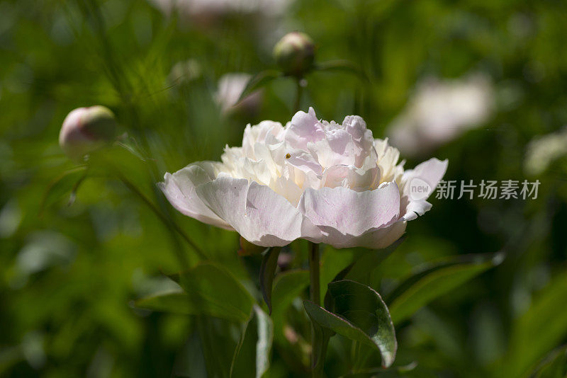 花园里牡丹花开