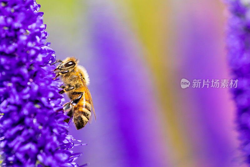 一只小蜜蜂正在辛勤地为一朵花授粉