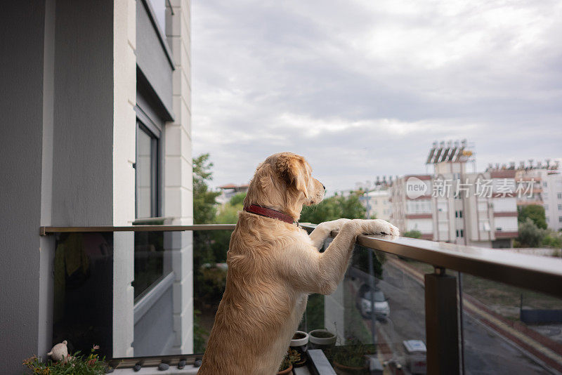 金毛猎犬站在阳台上等待它的主人