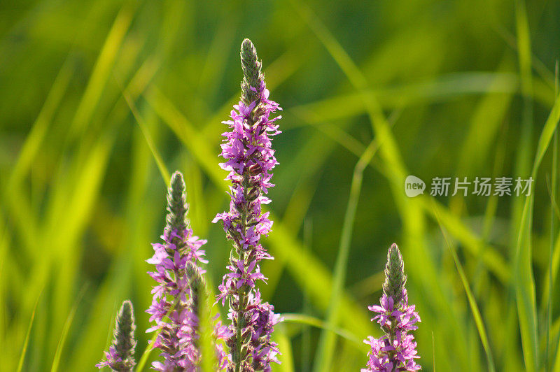 特写的紫色松花在盛开的绿色模糊的草地上的背景