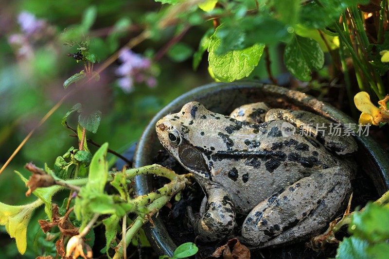 在池塘。花盆里的普通青蛙(林蛙)。巴伐利亚,德国。