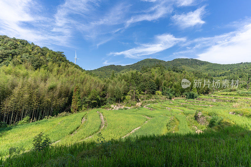 蓝天白云下的稻田和森林