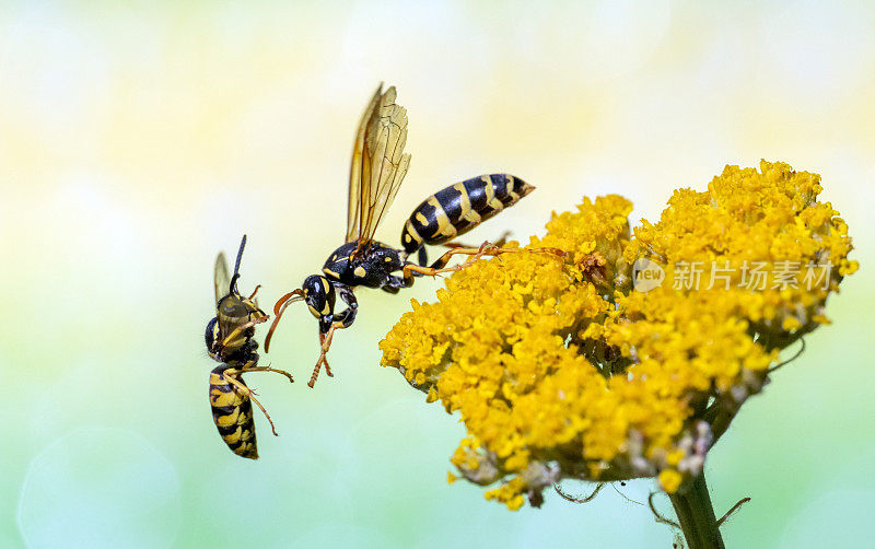 黄蜂在蓍草