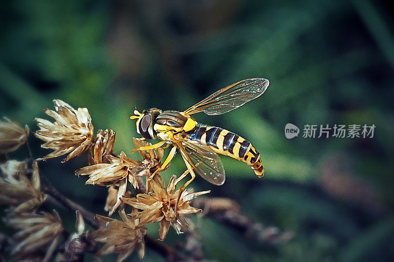 食蚜蝇虫