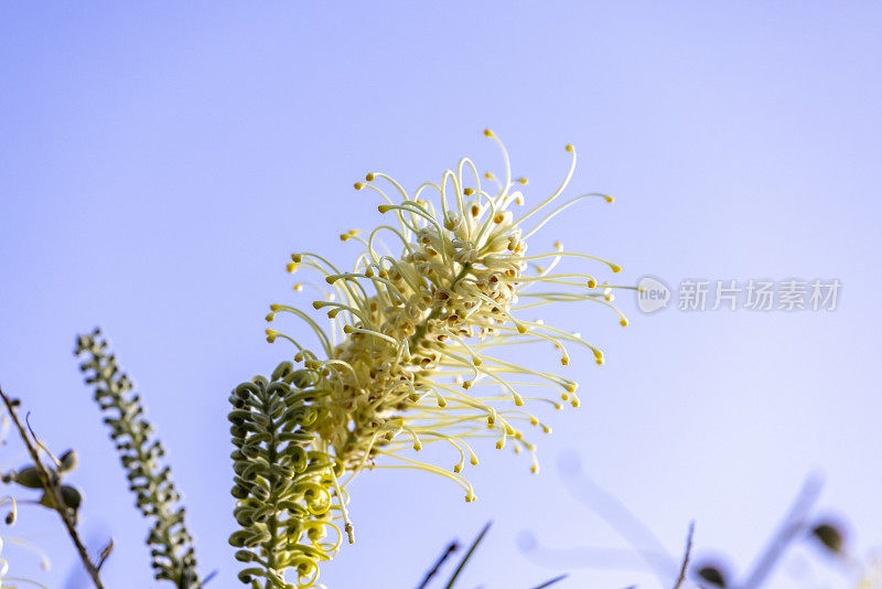 月光花，自然背景，复制空间