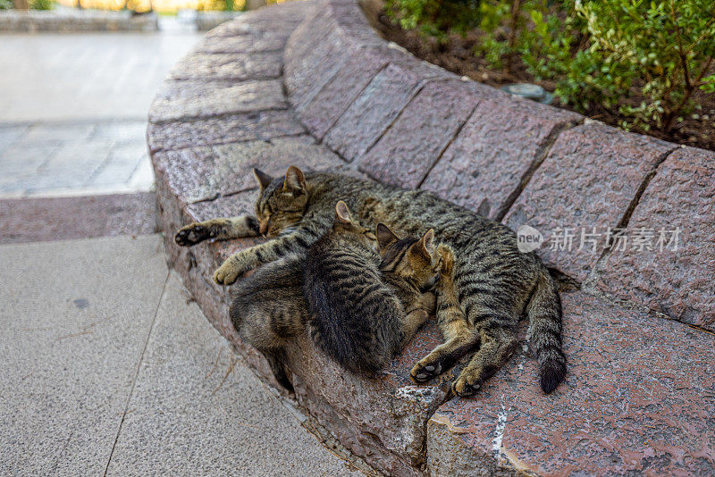 猫和小猫在石墙上放松，靠在植物上