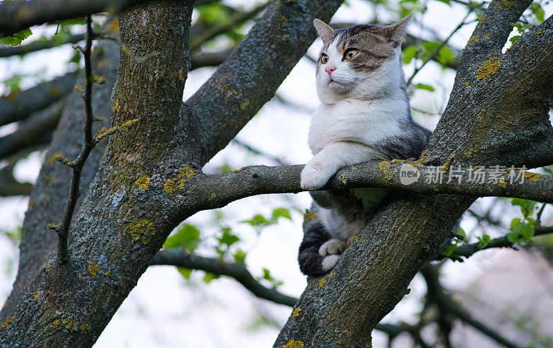 猫正坐在树上。猫被困在树上了。