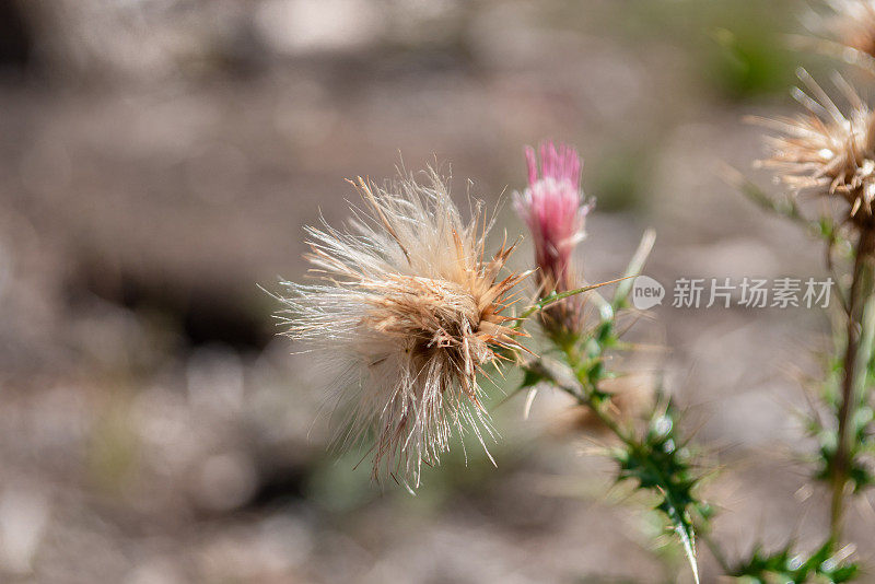 沙漠之花