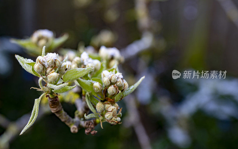 在苹果花的花蕾上撒上一层薄薄的雪