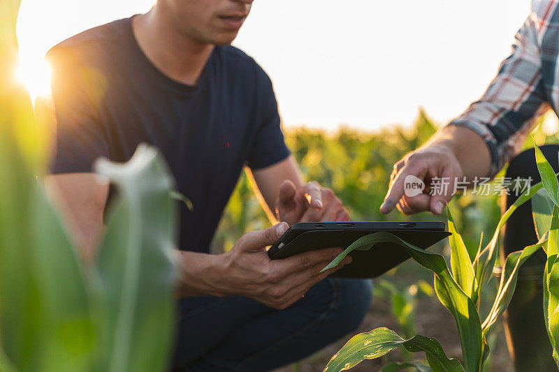 男性农民和农学家在玉米地里使用数字平板电脑